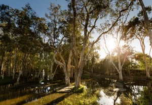 Waterway with trees Renaissance