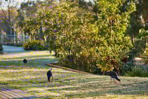 Birds and trees Renaissance